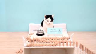 【CM動画】ねこねこチーズケーキ「ドミノ篇」30秒ver.