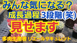 【多肉植物】【ガーデニング】みんな気になる⁉️成長過程❗3段階🎶見て下さい‼️2023年2月21日