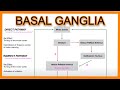 Basal Ganglia (Direct vs. Indirect Pathways)