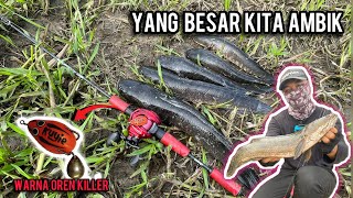 CASTING HARUAN | SAMBARAN TOP WATER BERTUBI-TUBI | KASTKING SPARTACUS II | VLOG545