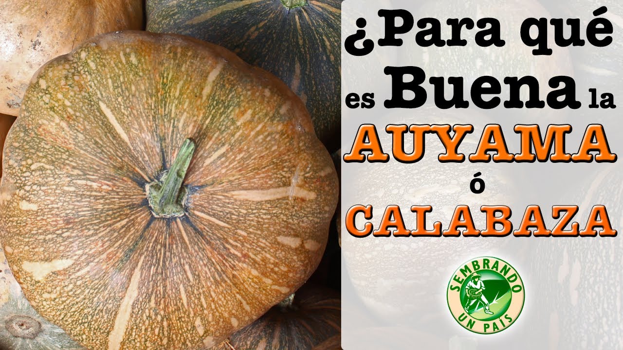 🎃 ️¿Para Qué Es Buena La Auyama O Calabaza? ️🎃 - YouTube