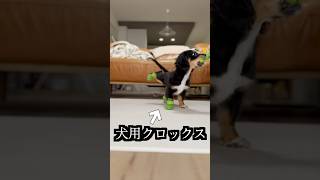 犬用クロックス履かせたら異変が起きた！