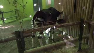 【横浜ズーラシア Zoorasia】41 オカピ Okapi 動物園  ZOO, JAPAN