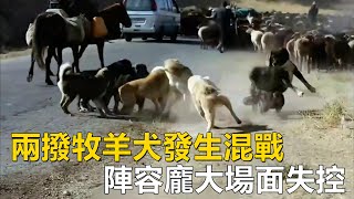 兩家牧羊犬發生激烈混戰，陣容龐大一度失控，甚至攻擊對方老巢，#動物世界 #孤狼#牧羊犬#人類#野狼#牧區#animalworld #sheepdog#human#wildwolf