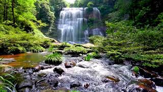 Cascade & Stream flowing in the Forest. Mountain Stream Nature Sounds for Sleep