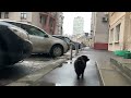 walking dog in downtown of moscow