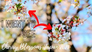 Cherry Blossoms Tokyo 2021 | Ueno Park (Sakura) | 東京観光上野公園桜