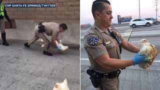 Chickens run loose on 605 Freeway in Downey area | ABC7