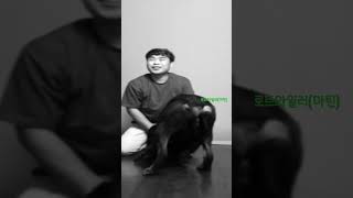 사람보다 큰 로트와일러 사진찍기 #rottweiler