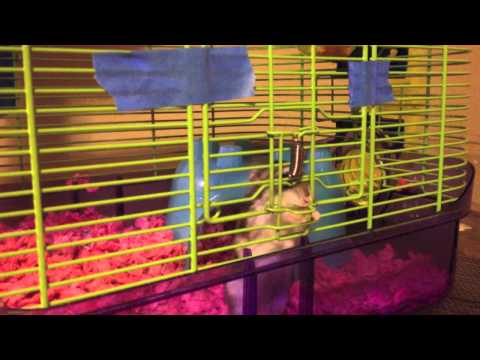 Crazy Hamster!!!! Keeping me up at night.. Crazy Hamster!!!! Keeping me up at night..