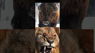 tiger vs lion ,elephant ,polar bear,hyena,pitbull,wolf ,rhino,hippo,gorrila.