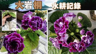 Hydroponic Gloxinia: grown in soil and water (finally solved the problem of algae entangled roots).