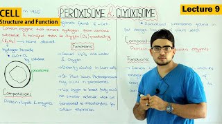 Peroxisomes and glyoxisomes |structure and function| Video 9