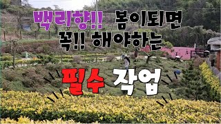 백리향~ 봄이 되면 꼭 이것을 해 주세요~^^