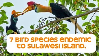 7 Bird Species Endemic to Sulawesi Indonesia, Beautiful and Charming 💚