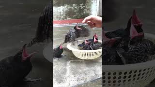 Cuckoo bird Baby // Koyal ke bache //  कोयल के बच्चे // Save Bird //  Ravinder Shamli