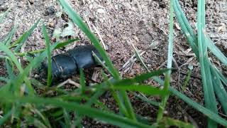 Lesser stag beetle