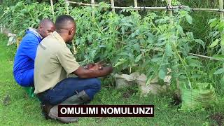 Okulima vegetables part 3