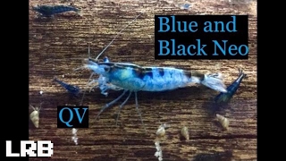 QV Cool Blue N Black Neo Shrimp