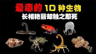 世界上最毒的10种生物，长相艳丽却触之即死，不咬人也会中毒