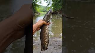 मरळ मासा/Maral Fish.Hook-Fishing#agrikoli#shortvideo#maralfish#viral#fishhunting