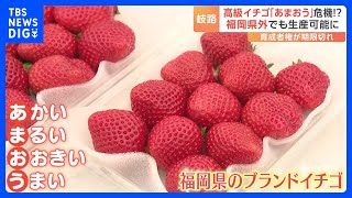 福岡県のブランドイチゴ「あまおう」県外でも“同じ味”生産可能に!?「あまおう」名は商標登録で福岡県産のみ使用可　しかし“育成者権”期限切れで苗の流出懸念｜TBS NEWS DIG