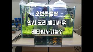 초보물생활[안시,코리,생이새우 베타합사가능?]