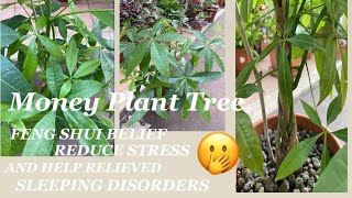 How to Grow and Care for Money Plant Tree #moneyplanttree #houseplantlover #howto