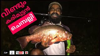 വീണ്ടും ഒരു കലക്കൻ ചെമ്പല്ലി/Monster Mangroove Jack On Berkeley T Tail Shad #daiwafishing #trending