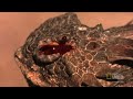 blood squirting lizard world s weirdest