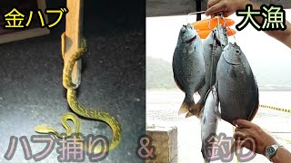 釣りに出かけたら金ハブ捕獲した！