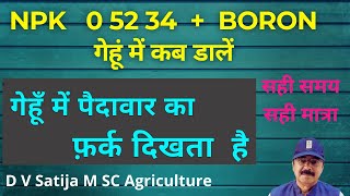 Gehu me npk  0 52 34 + boron kab dale | गेहूँ में npk 0 52 34 का स्प्रे | लंबी बालियाँ, मोटे दाने |