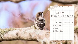 #野鳥撮影 3/26に出会えた野鳥たち