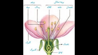 تولید مثل گیاهی (قسمت اول: انواع گل و بخش های آن)