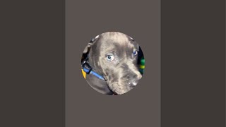 Frankie the blue🐶 nose pittie pup\u0026 friends  🩵  is live!