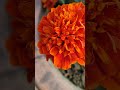 marigold flower 🌹 shortvideo shorts youtubeshorts ytshort trending flowers yt