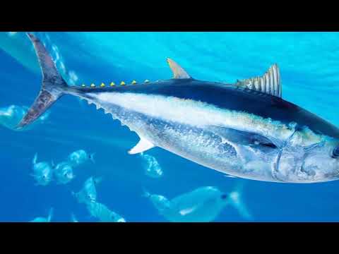 Bluefin O Peixe Mais Caro Do Mundo - YouTube