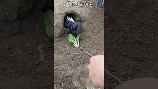 토끼 잡는 방법