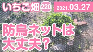 いちご畑【220】防鳥ネットは大丈夫？