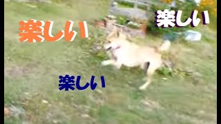 ただいま～♬リンが はしゃぐと サラも はしゃぐ😊