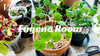 Sowing and growing nasturtium (highly recommended for those suffering from sowing diseases)