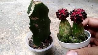 Bossa Cactus | วิธีการรีกราฟแคคตัส | How to regraft cactus?