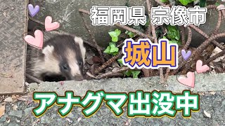 【城山】❤️アナグマ出没中❤️福岡県宗像市2024年4月