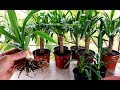 How to propagate Yucca plant from cutting