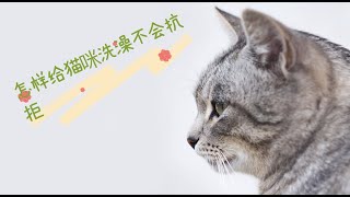 怎样给猫咪洗澡不会抗拒