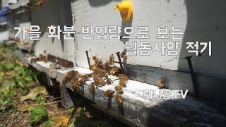 가을화분 반입량으로 알아보는 월동사양 적기 (산란권이 줄어드는 시기를 잘 알고 사양하면 벌이 좋아해요)