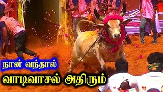 அதிரும் வாடிவாசல் ! மக்களின் ஜல்லிக்கட்டு நாயகன் காளை