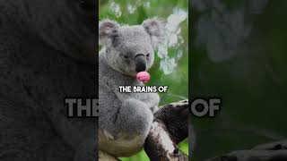 The dumbest animal on earth: Koala 💀