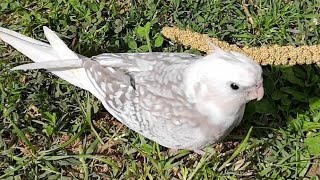 Weaning a cockatiel.. a long task