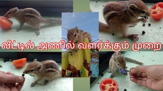 Squirrel Carrying at Home in Tamil / வீட்டில் அணில் வளர்க்கும் முறை / RSA Nature